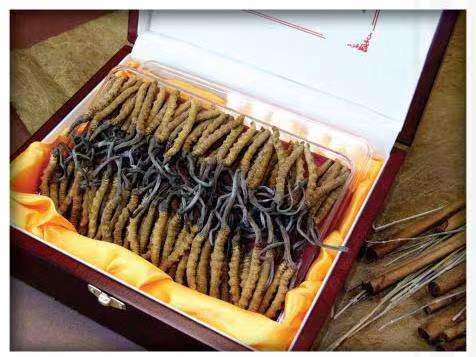 渔洋镇冬虫夏草回收